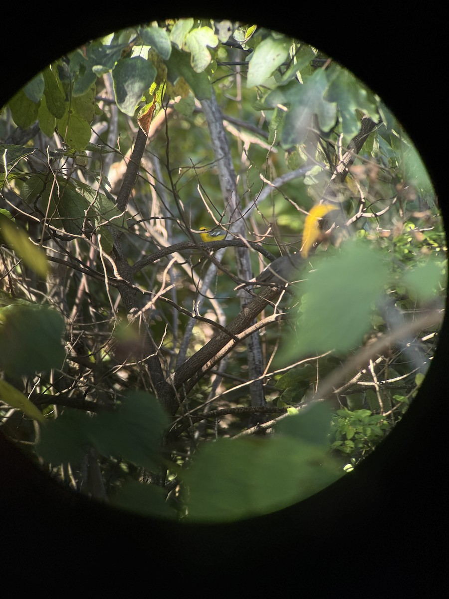 blåvingeparula - ML642608086