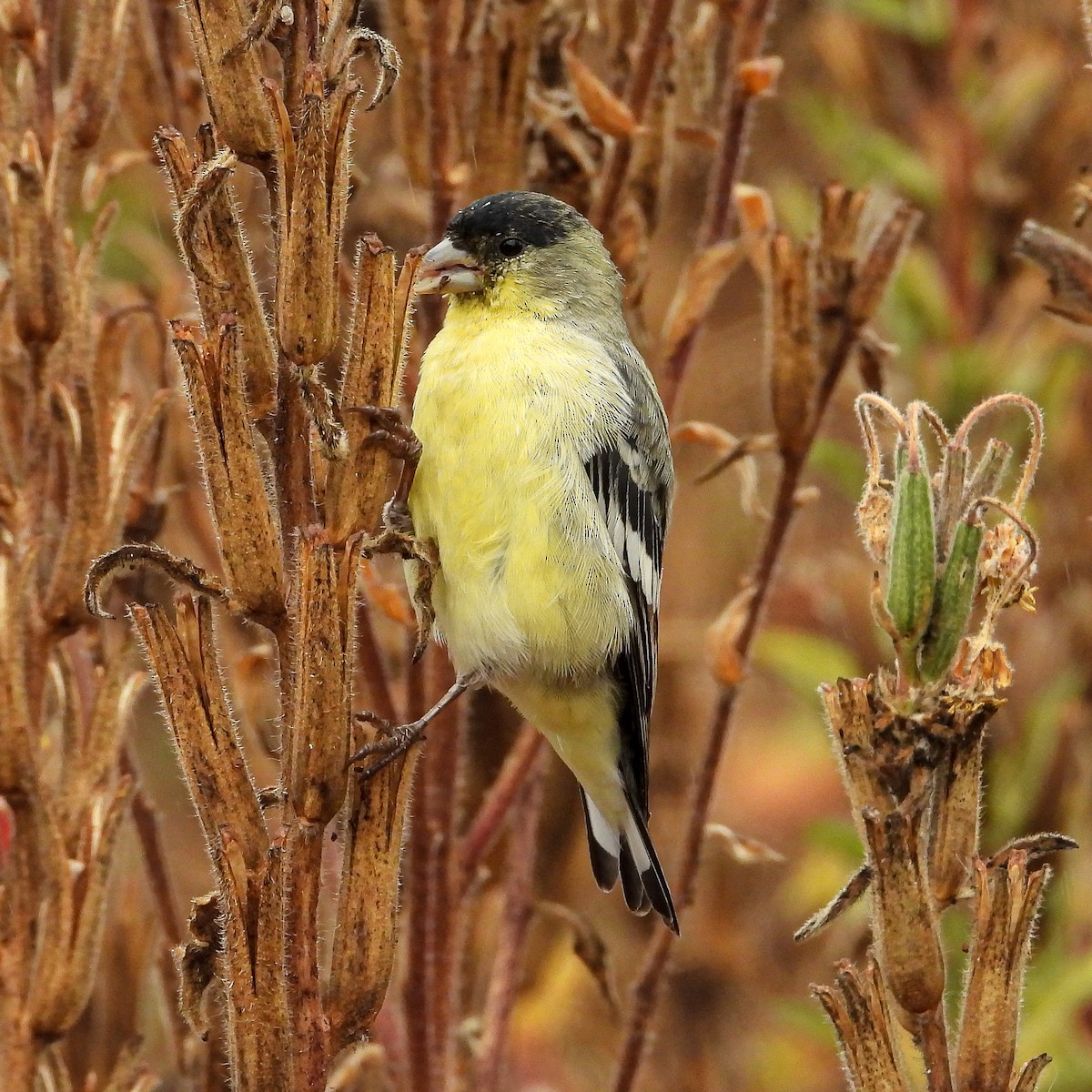 Lesser Goldfinch - ML642608132