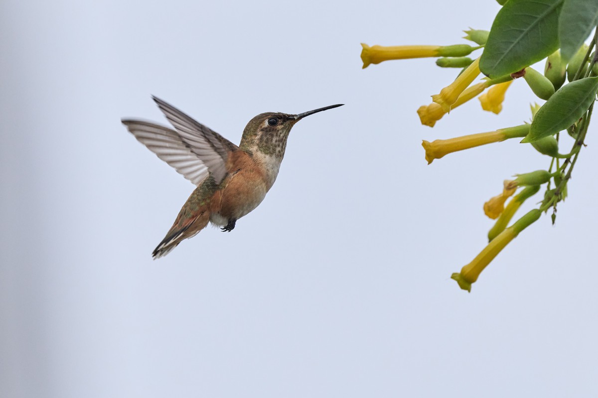 Allen's Hummingbird - ML642608139