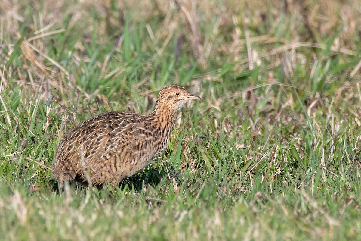 Spotted Nothura - ML642608143
