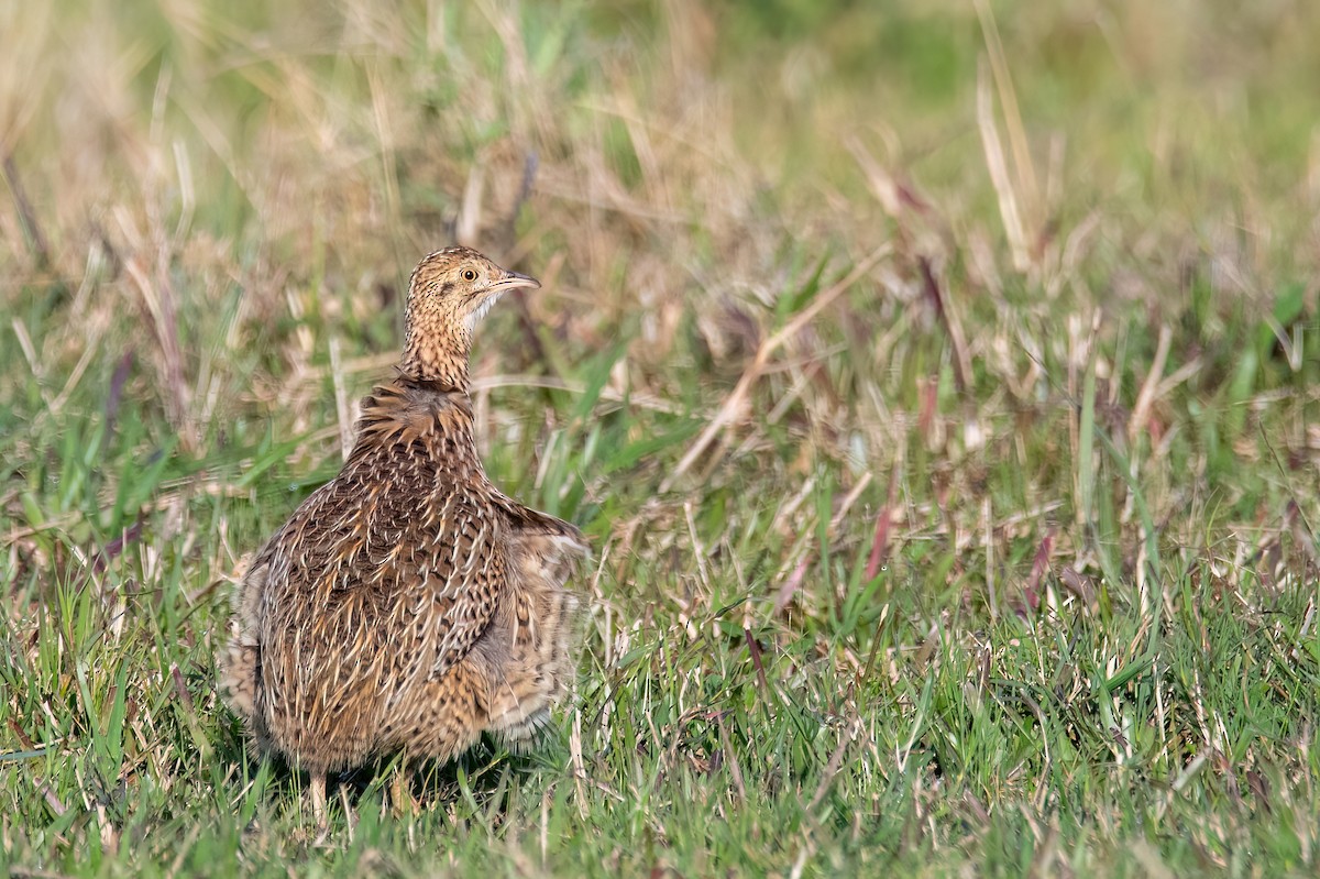 Spotted Nothura - ML642608146