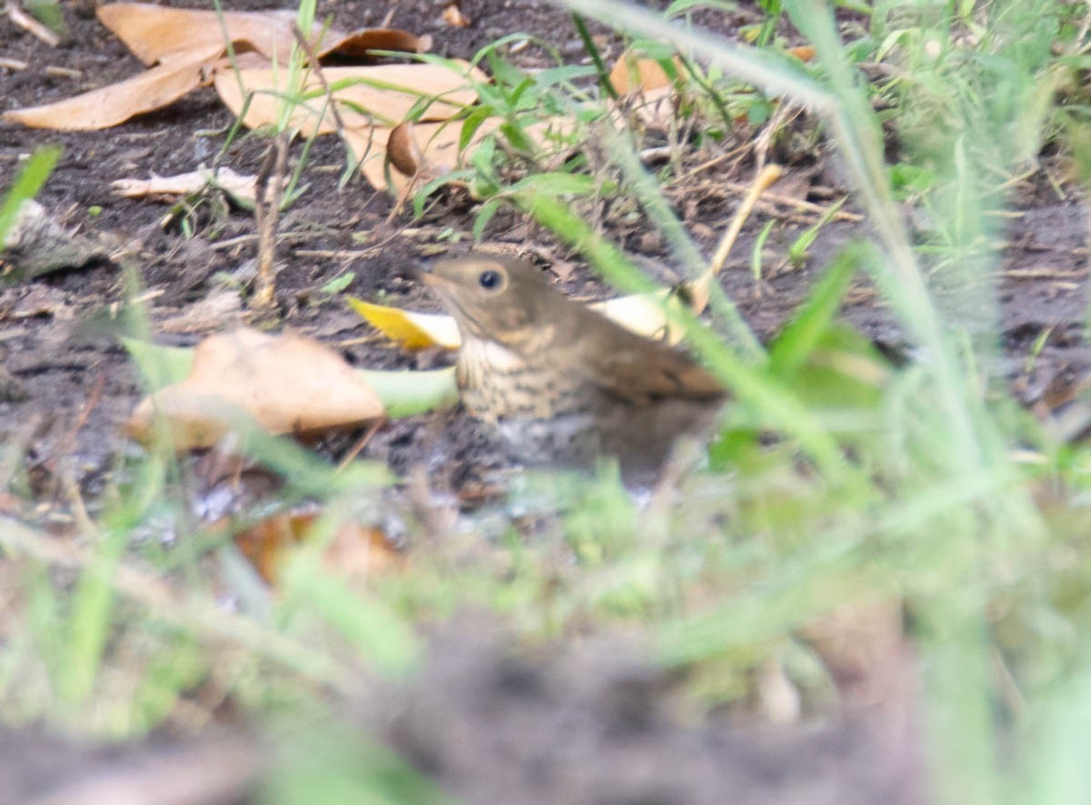Swainson's Thrush - ML642608147