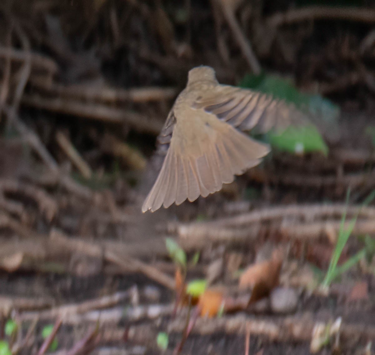 Swainson's Thrush - ML642608148