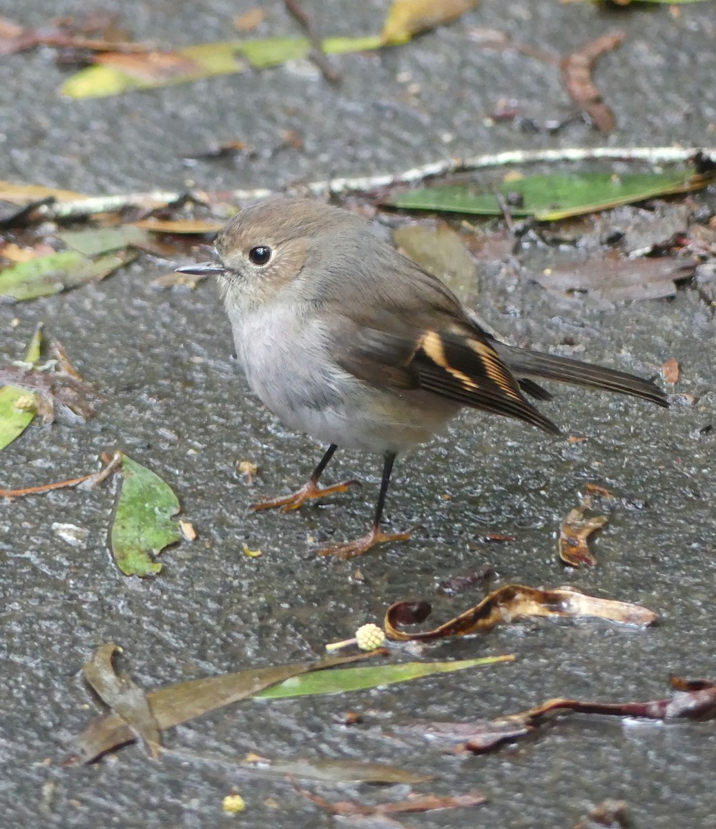 Pink Robin - ML642608160