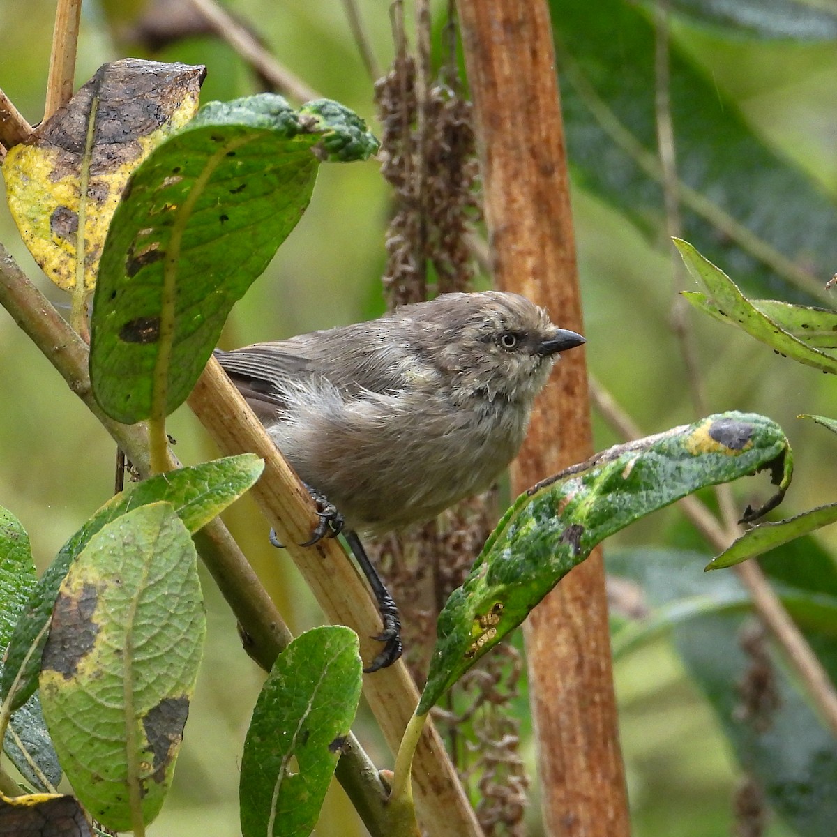 Bushtit - ML642608189
