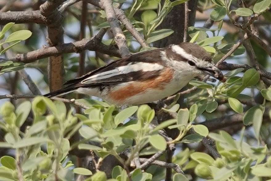 Brubru - ML642608231