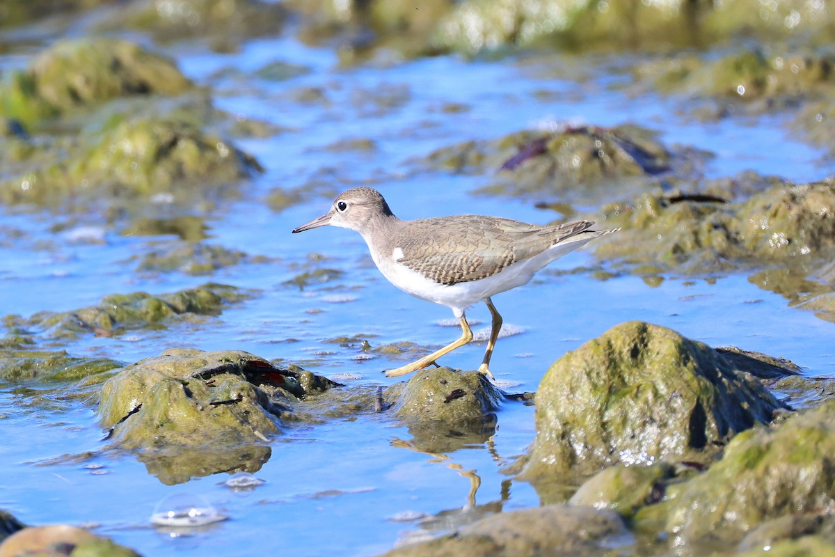 Spotted Sandpiper - ML642608239