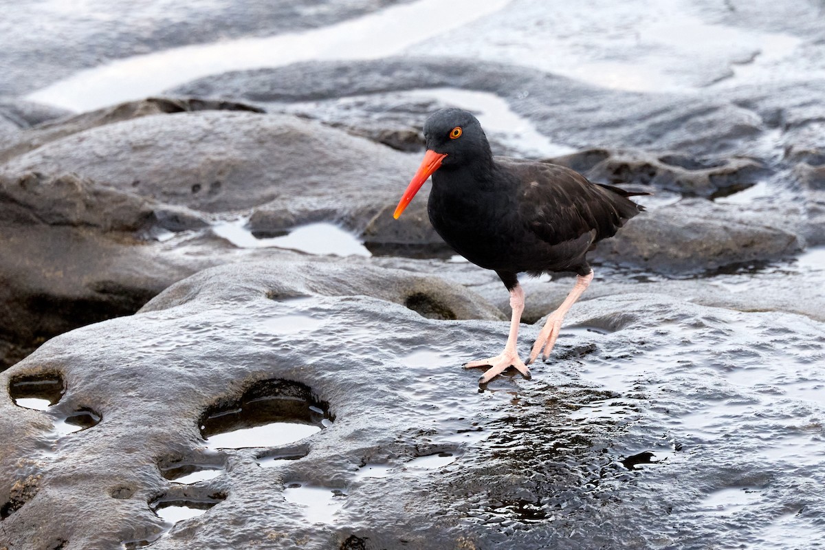 Black Oystercatcher - ML642608240