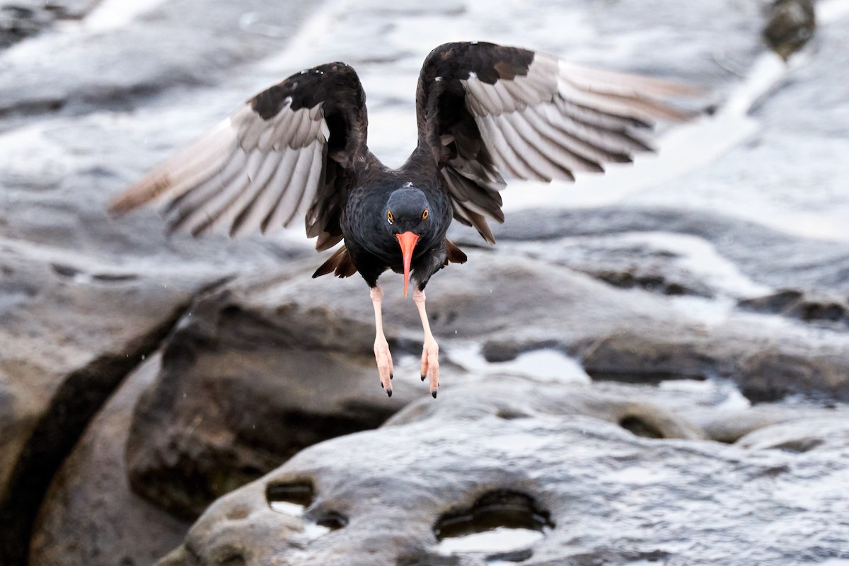 Black Oystercatcher - ML642608241