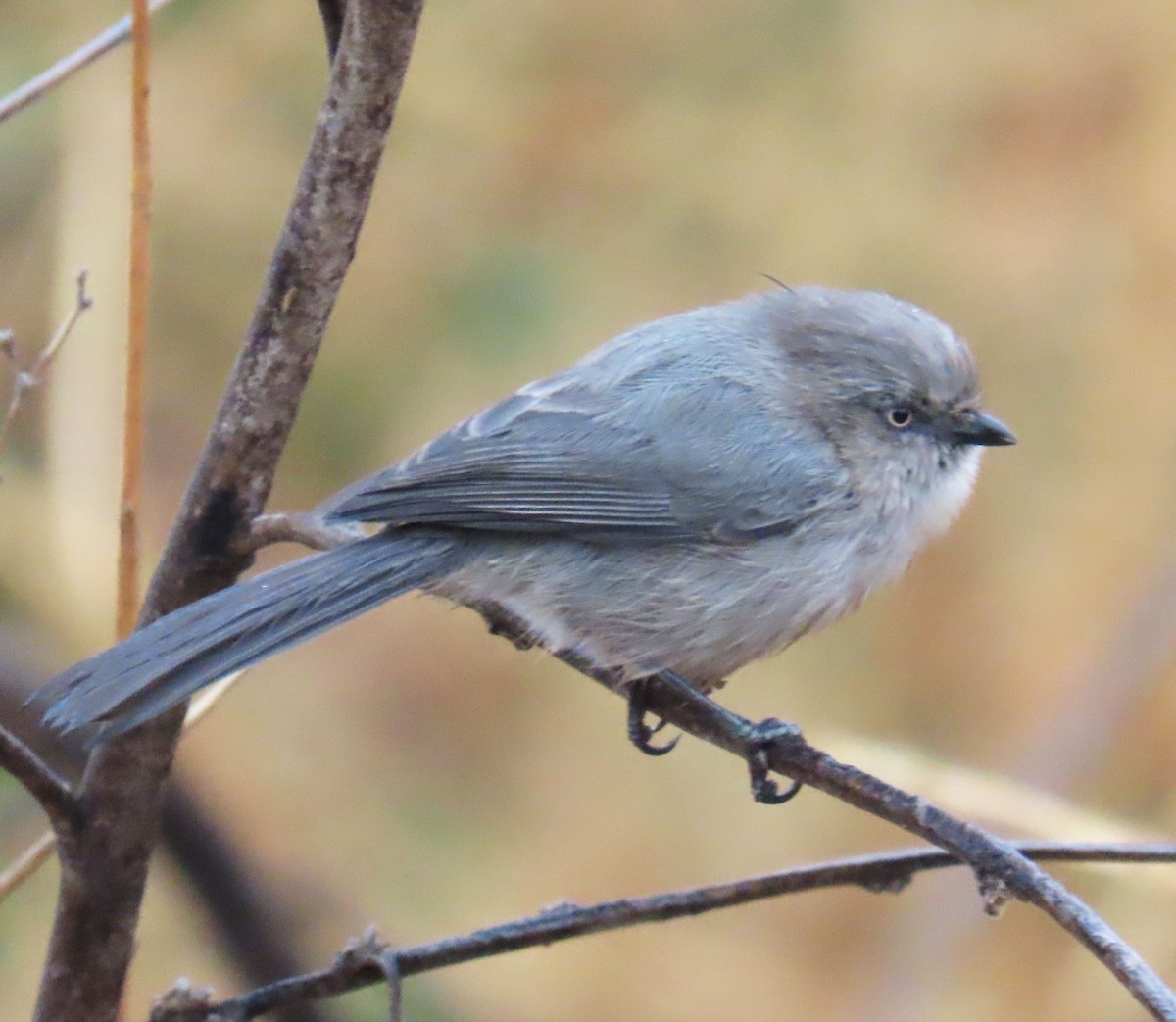 Bushtit - ML642608244