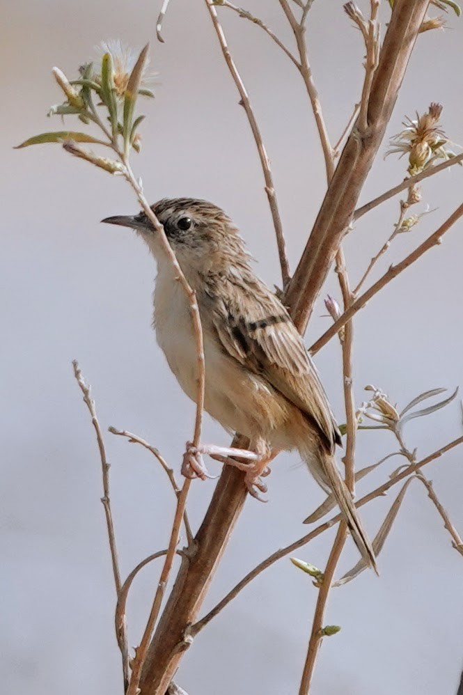 Desert Cisticola - ML642608257
