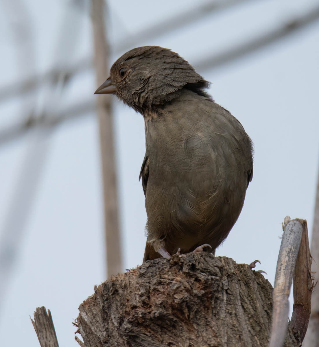 California Towhee - ML642608259