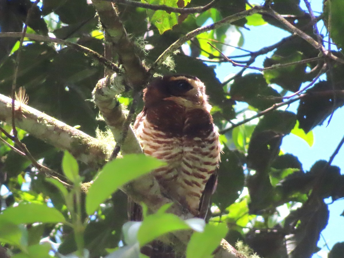Band-bellied Owl - ML642608270