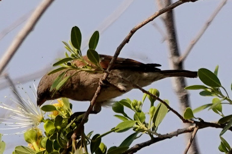 Southern Gray-headed Sparrow - ML642608271