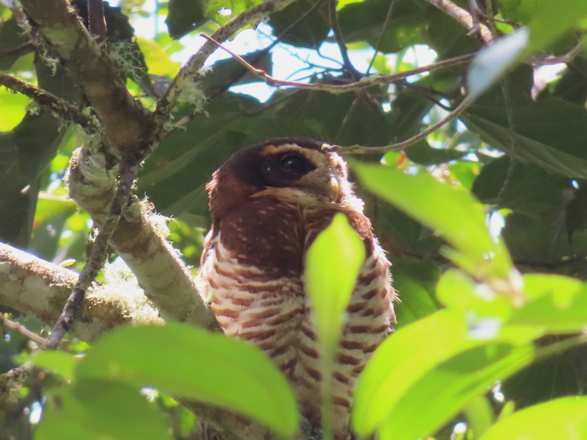 Band-bellied Owl - ML642608276
