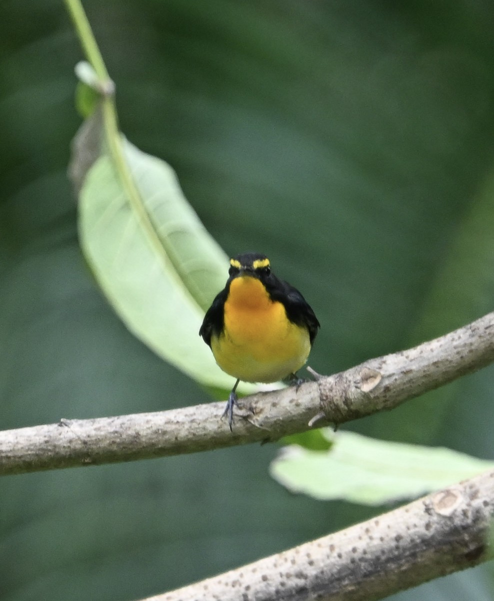 Narcissus Flycatcher - ML642608284
