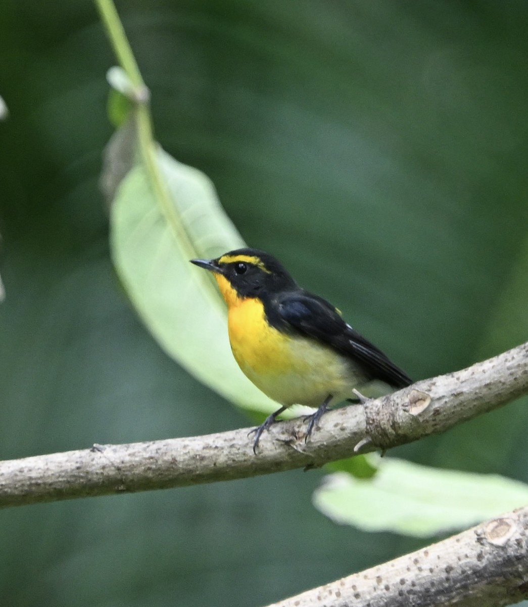 Narcissus Flycatcher - ML642608285