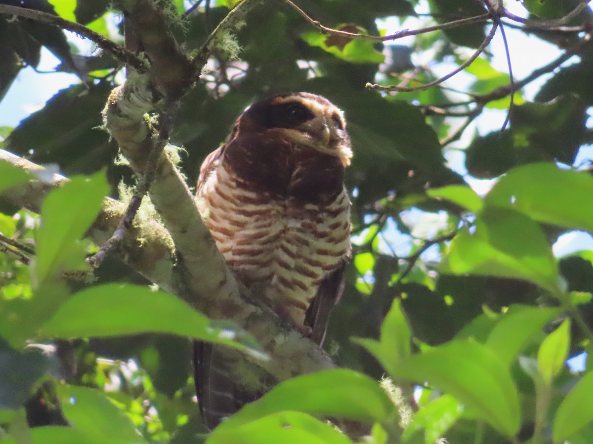 Band-bellied Owl - ML642608286