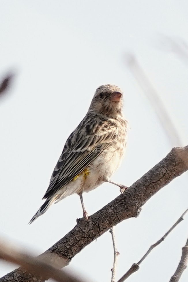 Black-throated Canary - ML642608288