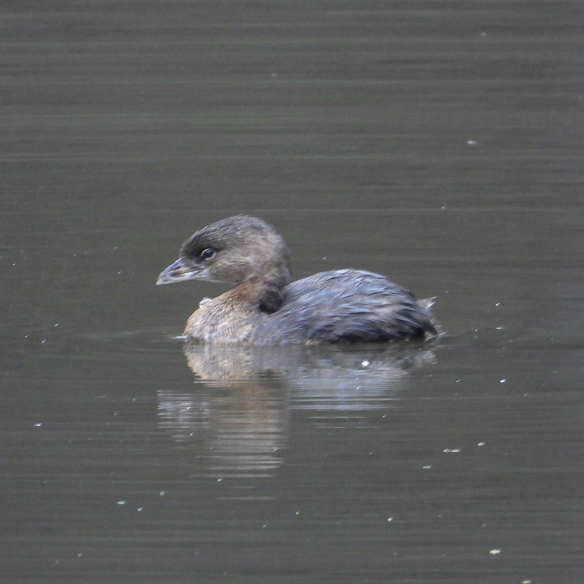 Pied-billed Grebe - ML642608289