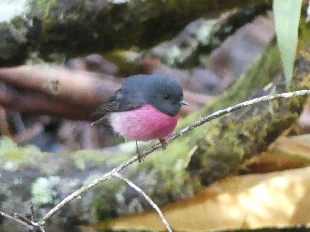 Pink Robin - ML642608295