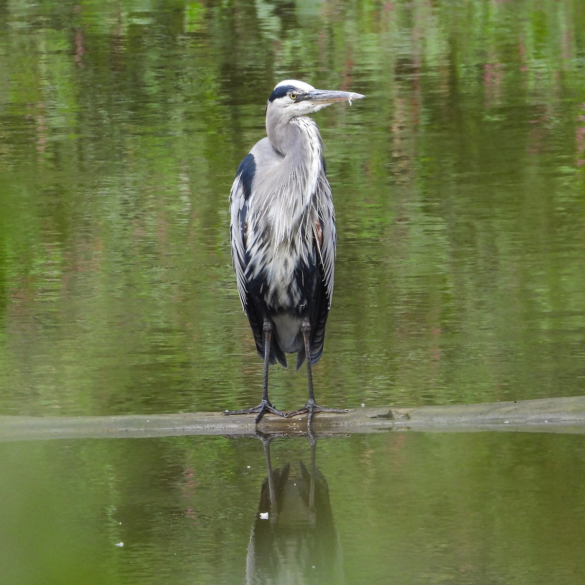 Great Blue Heron - ML642608299