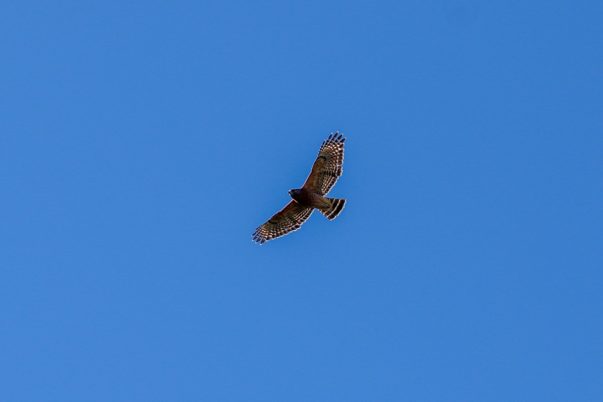 Red-shouldered Hawk - ML642608305