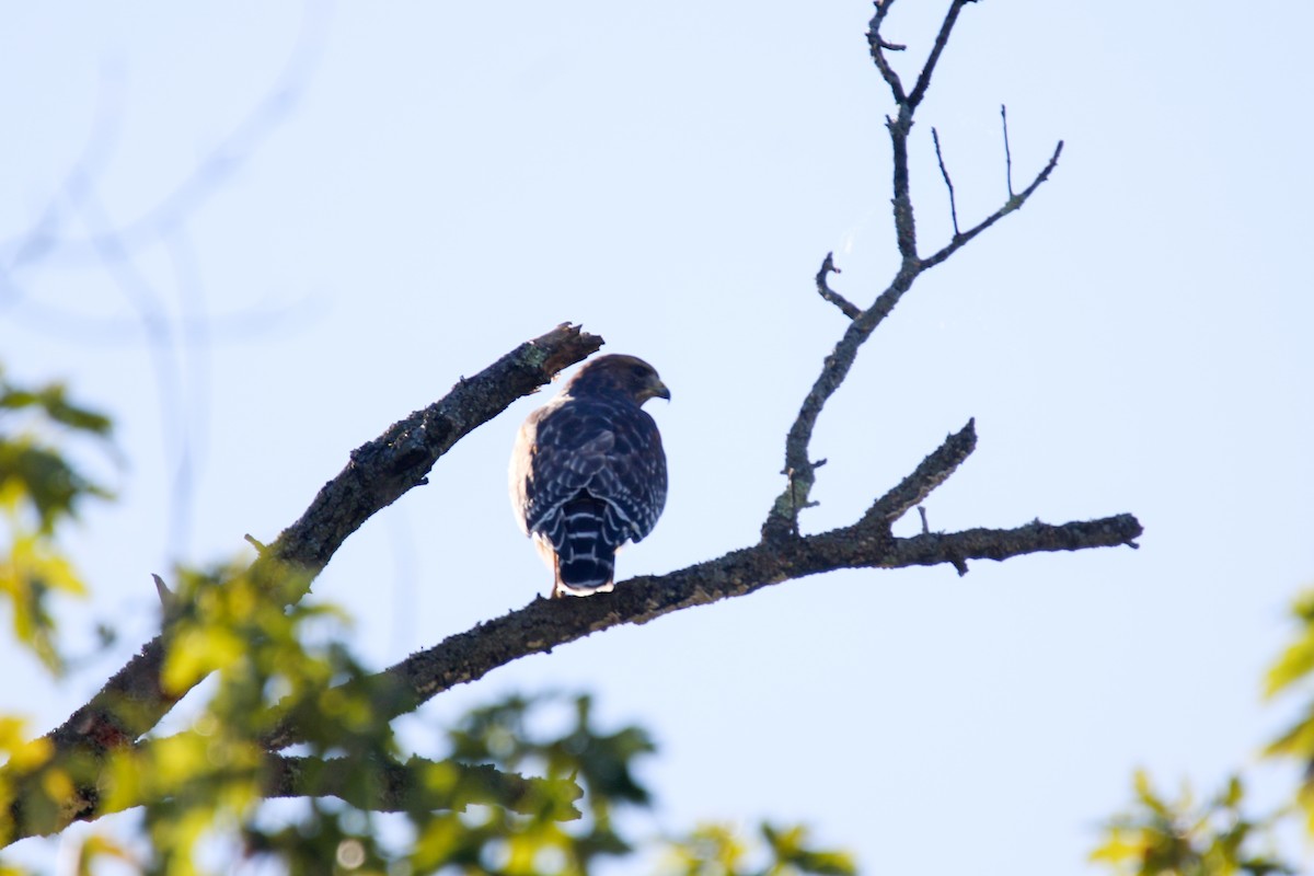 Red-shouldered Hawk - ML642608310