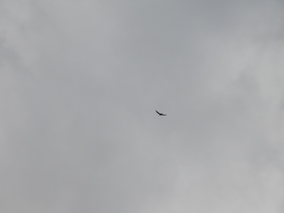Common Swift - ML642608311