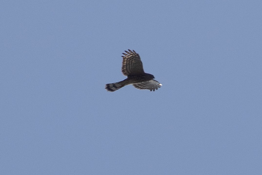 Sharp-shinned Hawk - ML642608323