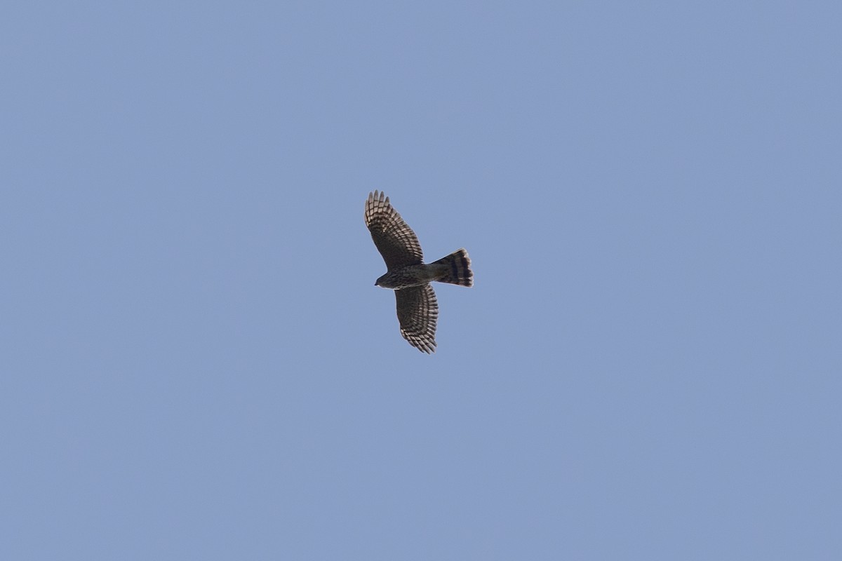 Sharp-shinned Hawk - ML642608325