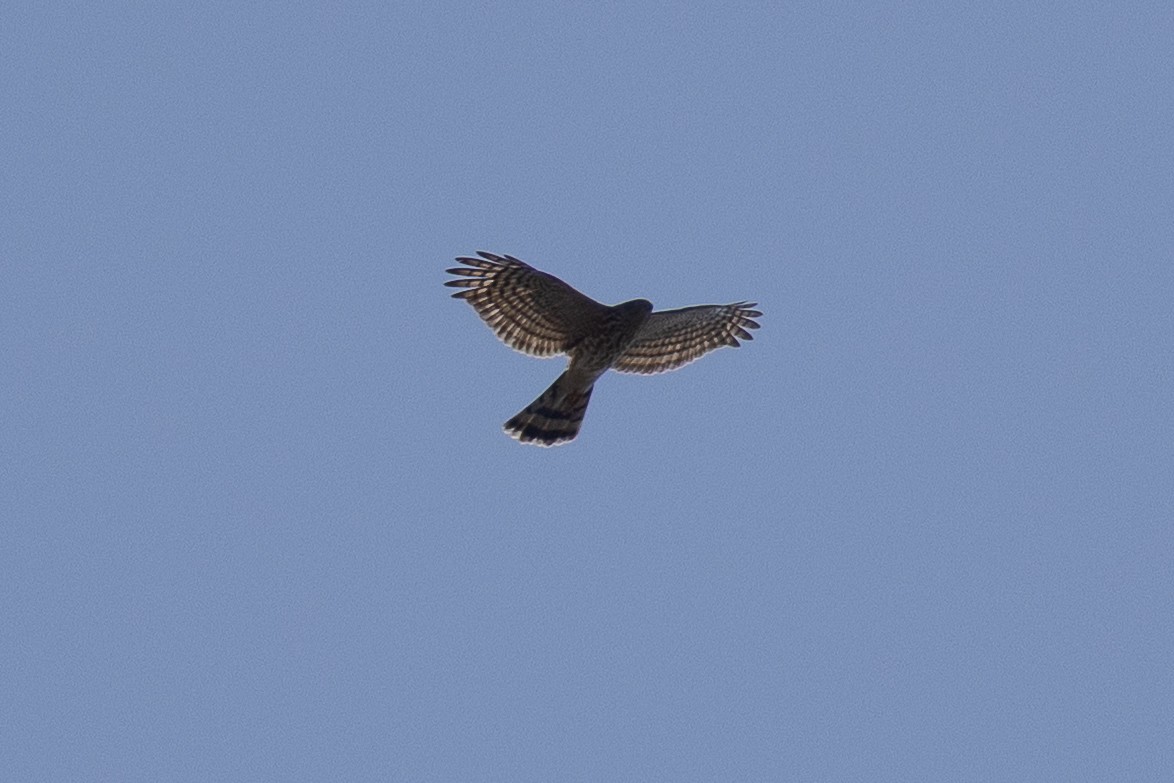 Sharp-shinned Hawk - ML642608326
