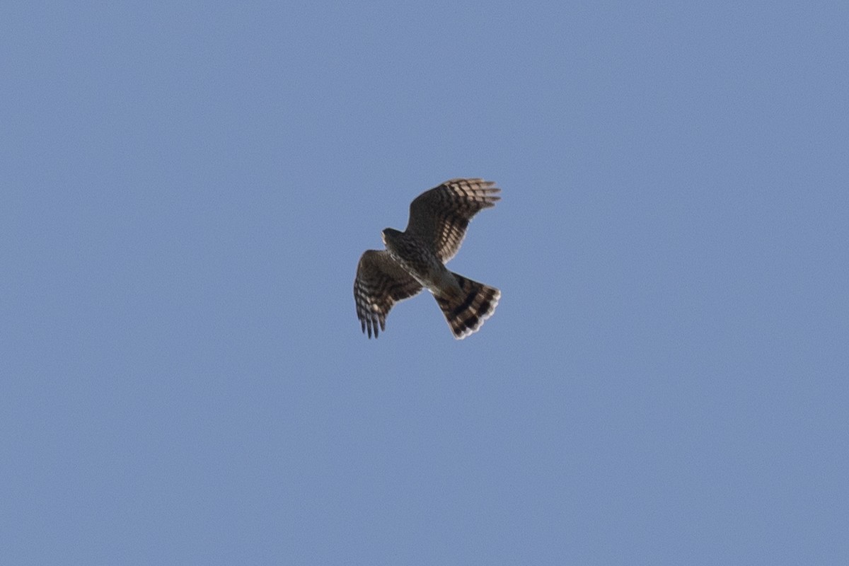 Sharp-shinned Hawk - ML642608327