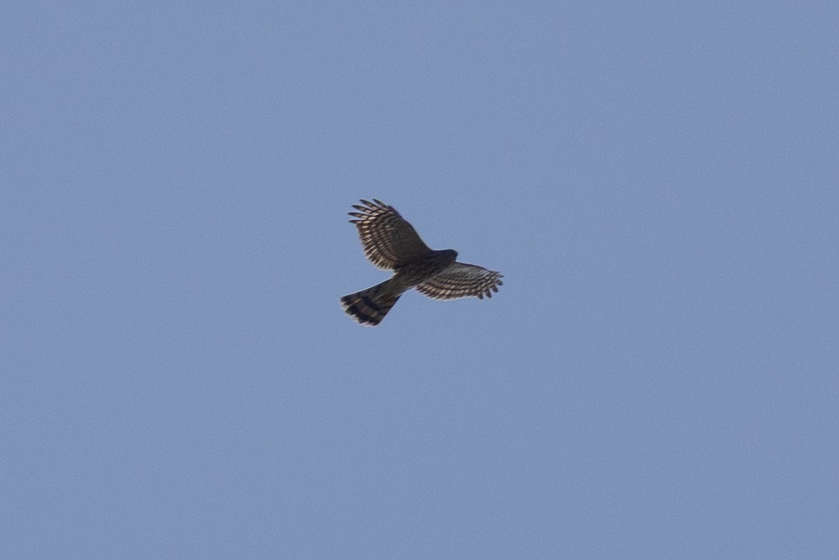 Sharp-shinned Hawk - ML642608328