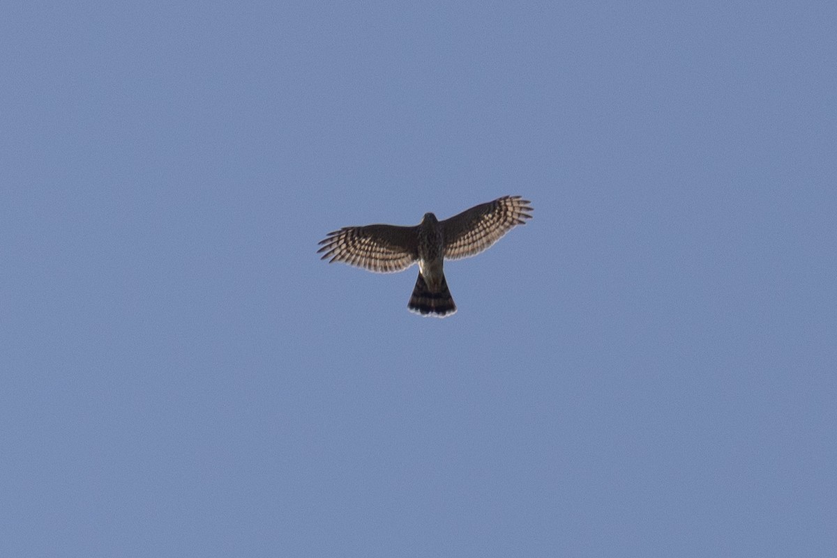 Sharp-shinned Hawk - ML642608329