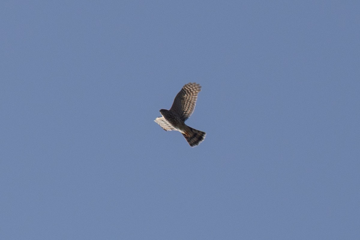 Sharp-shinned Hawk - ML642608330