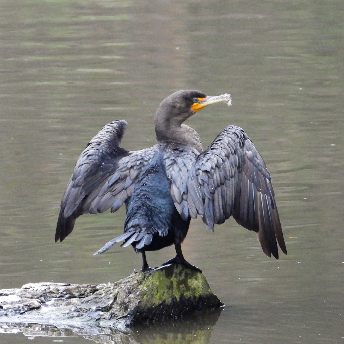 Double-crested Cormorant - ML642608334