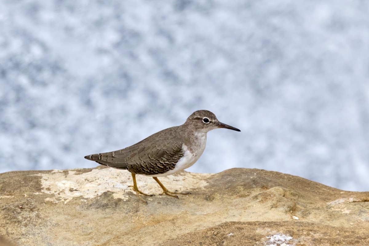 Spotted Sandpiper - ML642608340