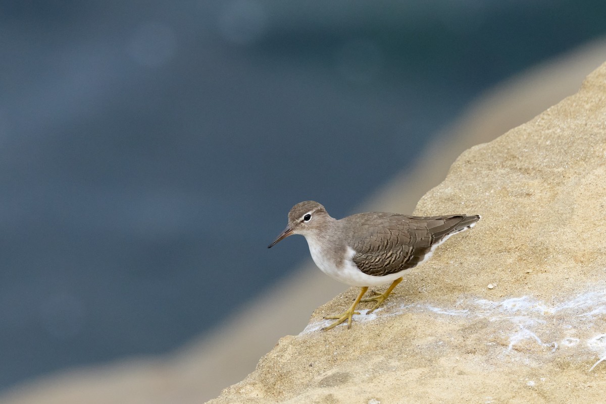 Spotted Sandpiper - ML642608341