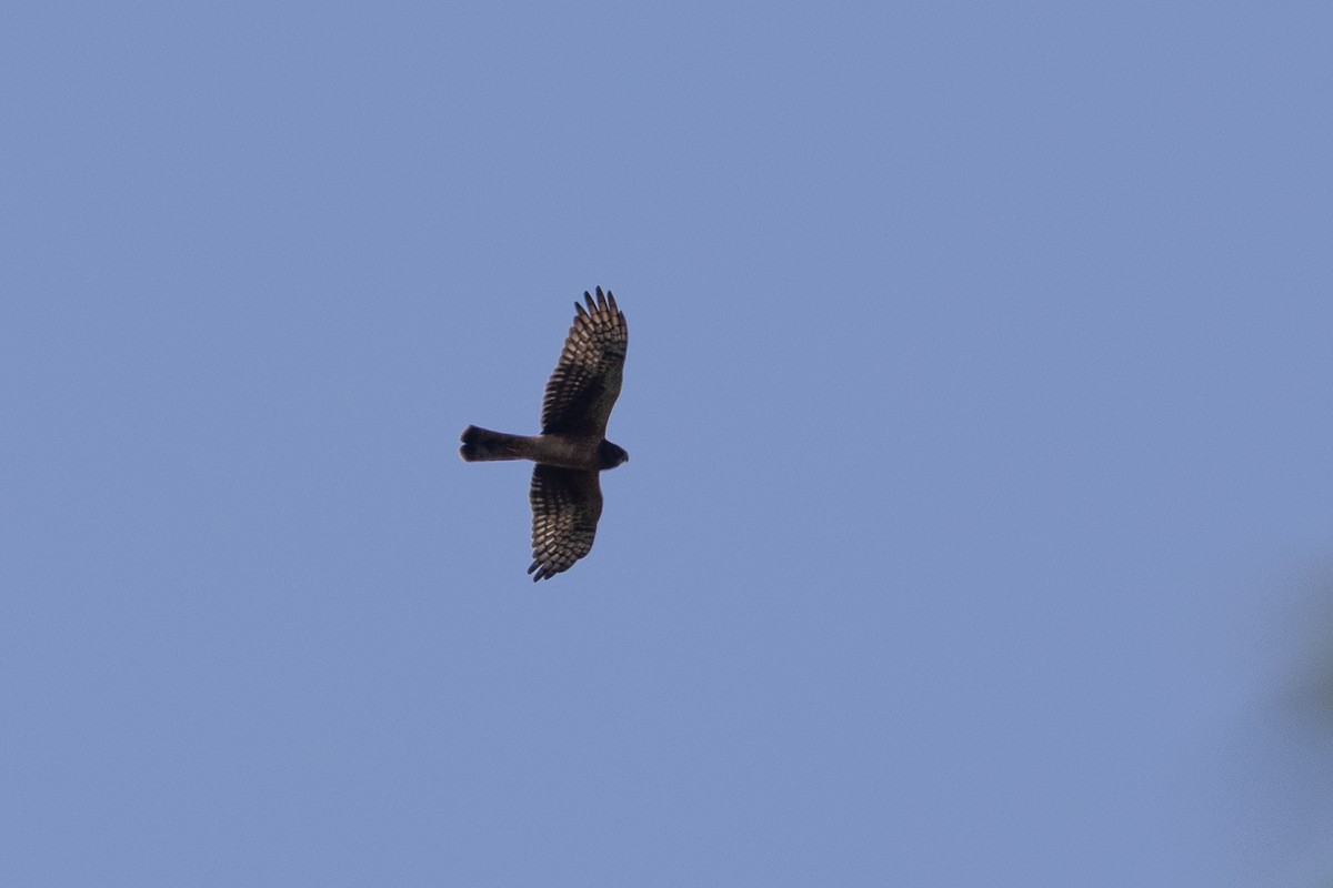 Northern Harrier - ML642608349