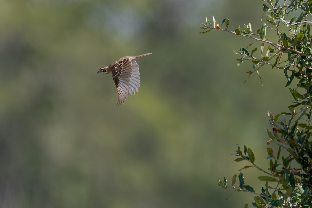 Lark Sparrow - ML642608362