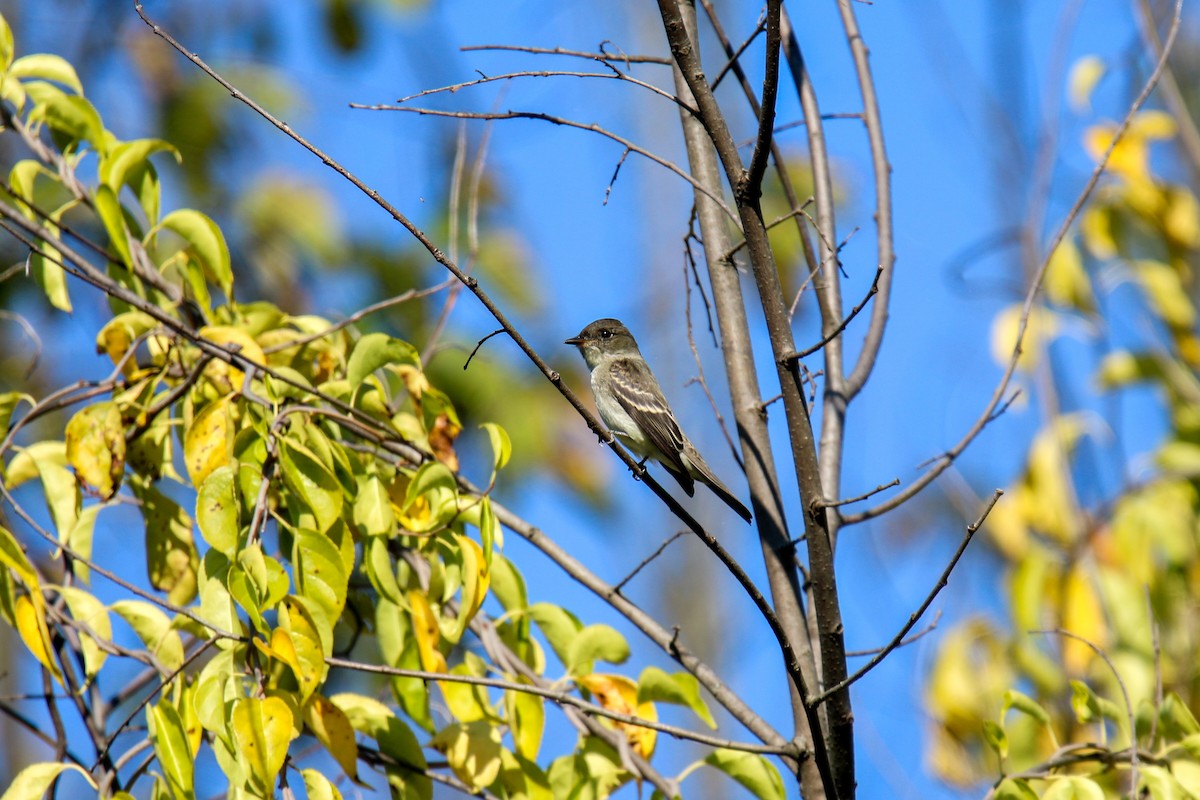 Eastern Wood-Pewee - ML642608398