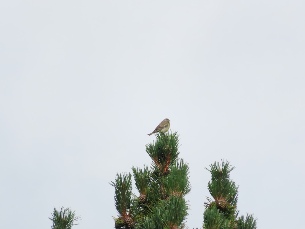Citril Finch - ML642608399