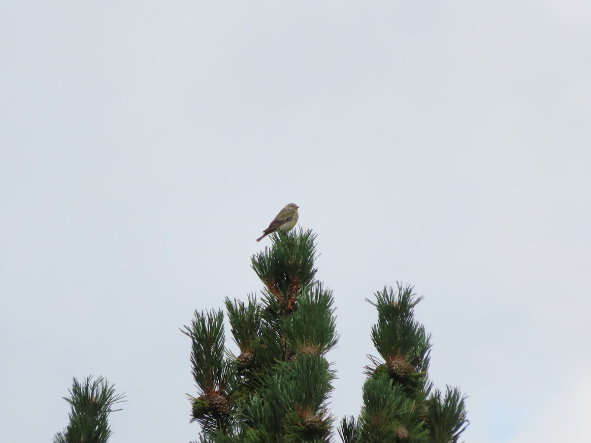 Citril Finch - ML642608402