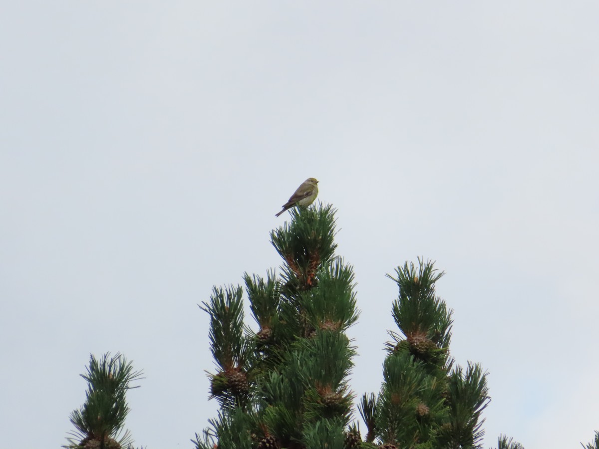 Citril Finch - ML642608403