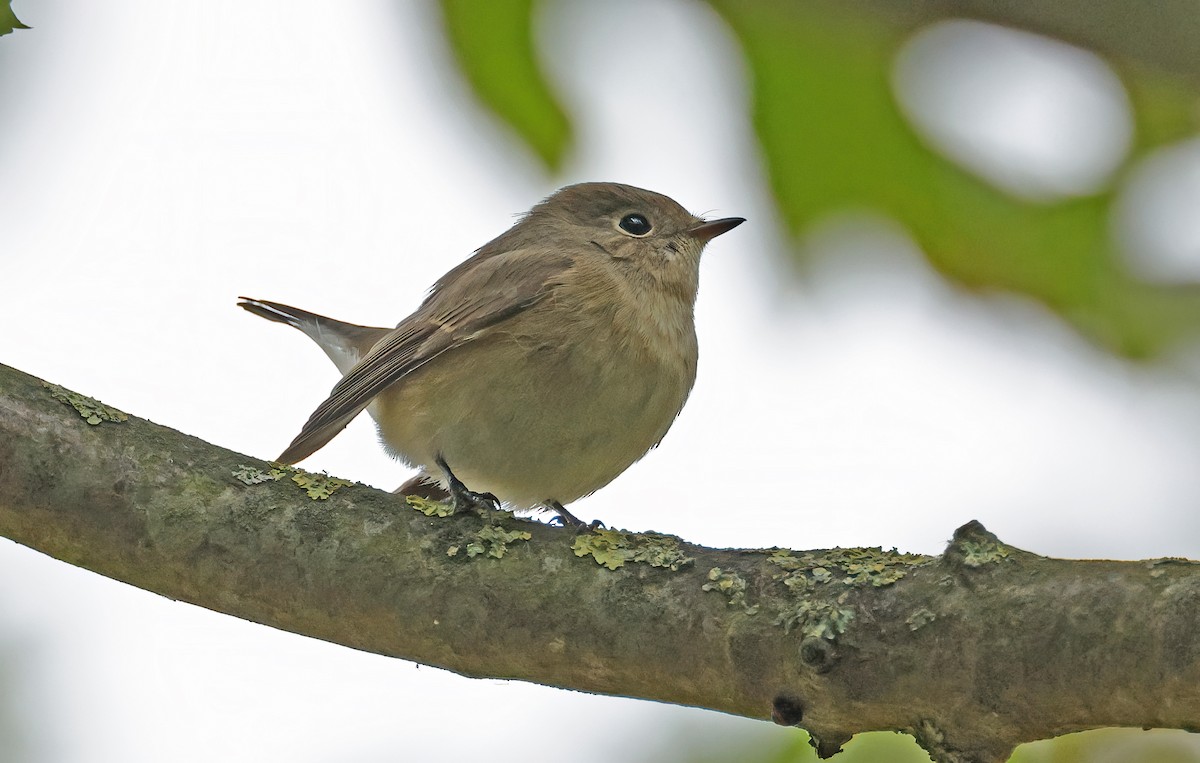 Red-breasted Flycatcher - ML642608426