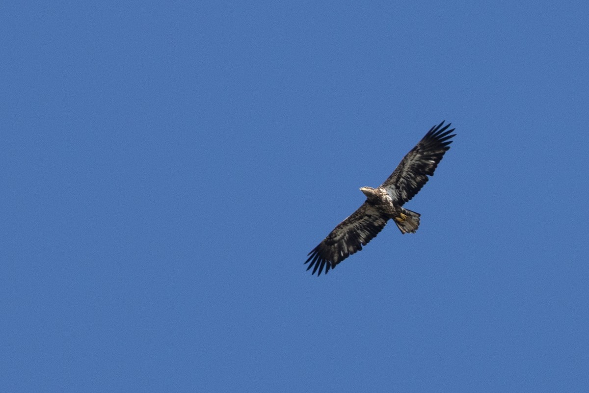 Bald Eagle - ML642608460