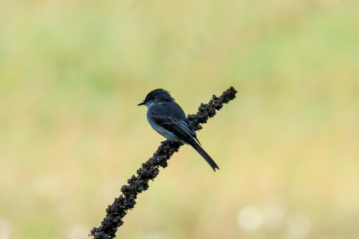 Eastern Phoebe - ML642608481