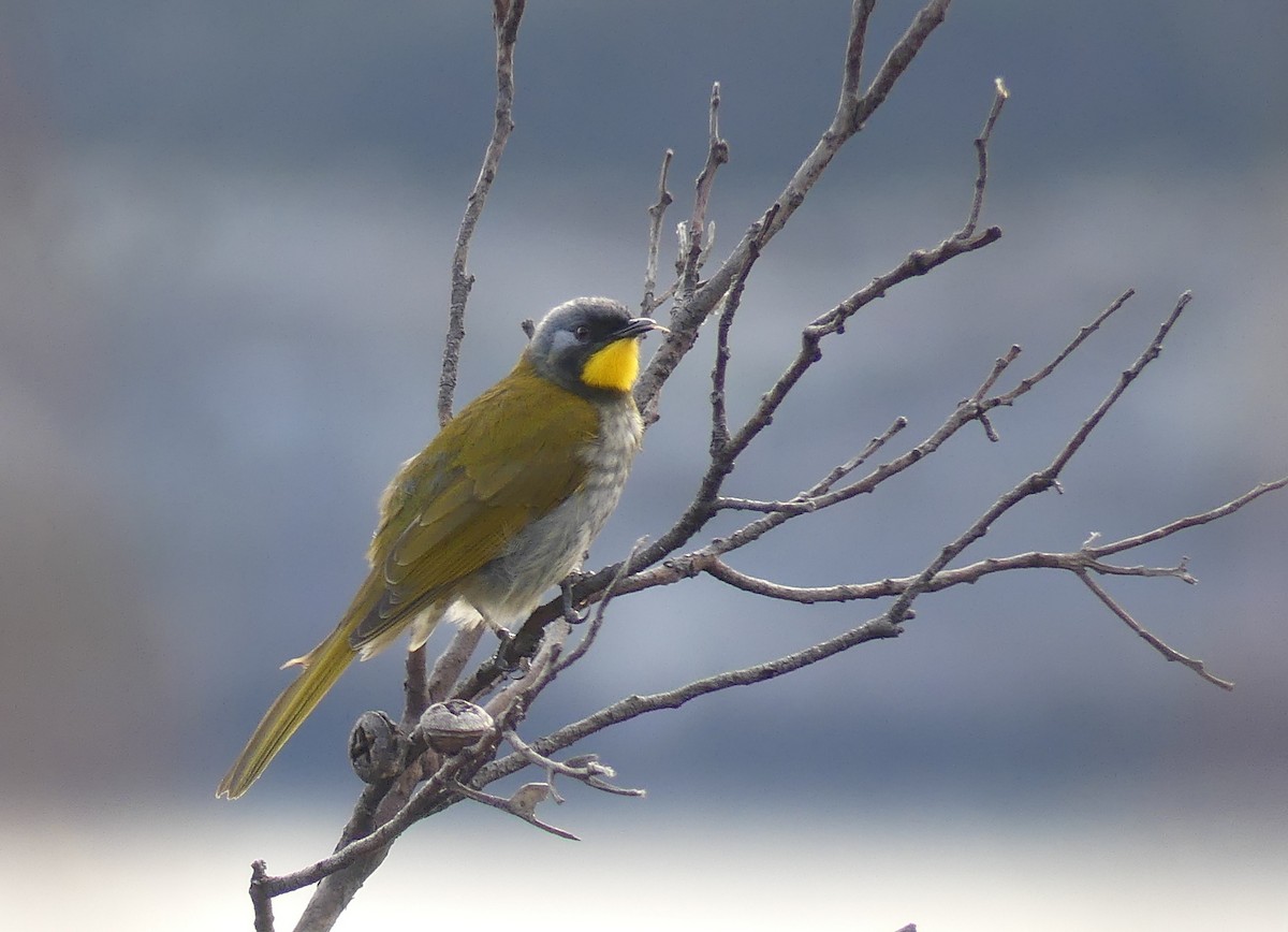 Yellow-throated Honeyeater - ML642608485