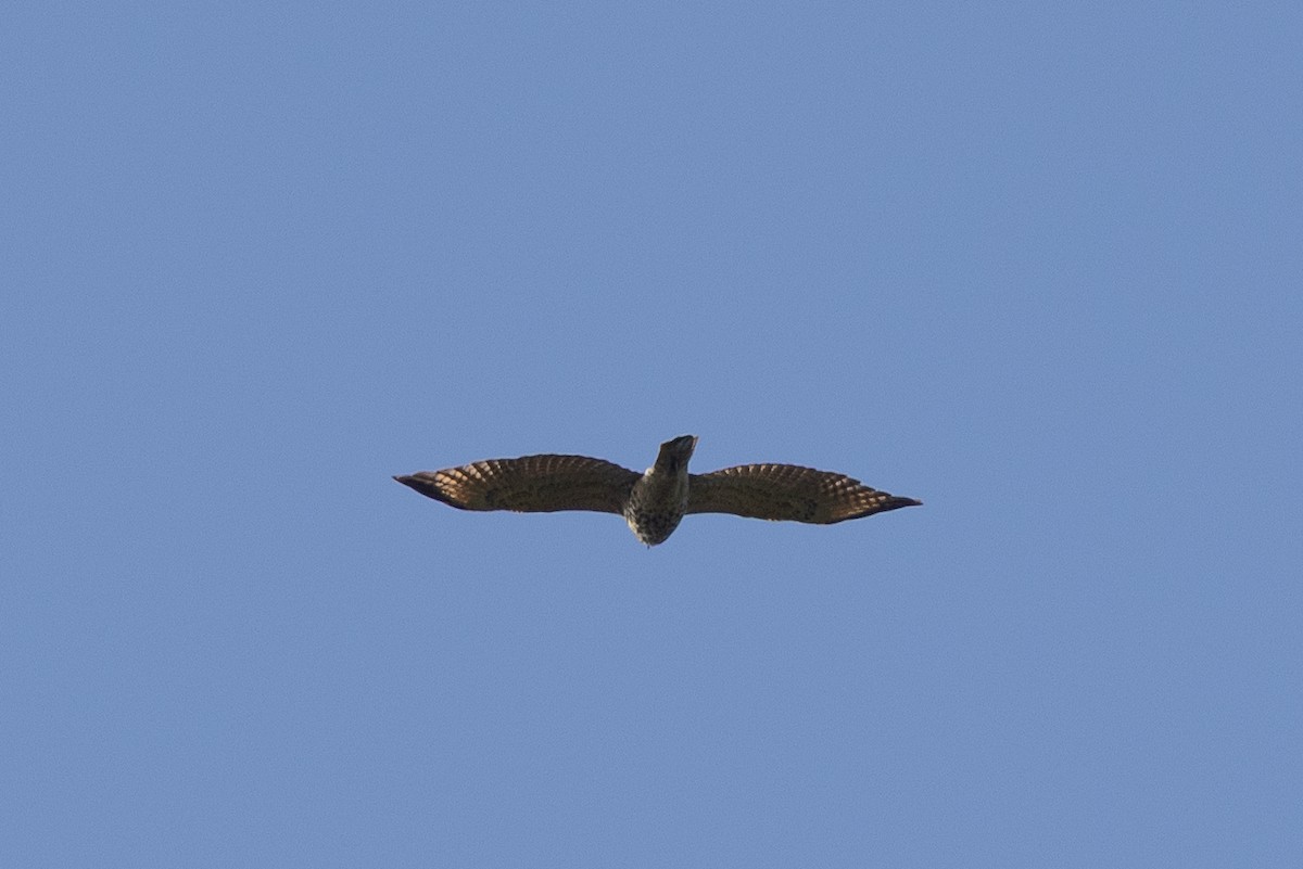 Red-shouldered Hawk - ML642608499